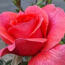 Truly Special-Rose Picture of Truly Special-Rose (29024)