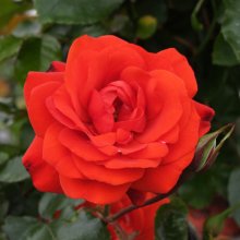 Trumpeter Std 45cm-Rose Picture of Trumpeter Std 45cm-Rose (7790)