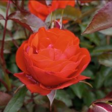 Trumpeter-Rose Picture of Trumpeter-Rose (5291)
