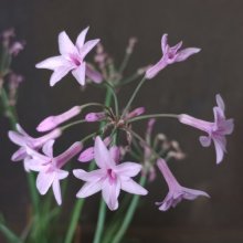 Tulbaghia Dark Star Picture of Tulbaghia Dark Star (30062)