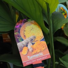 Picture of Turmeric (31008)