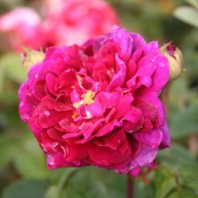 Tuscany Superb-Rose Picture of Tuscany Superb-Rose (5308)