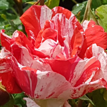 Twist n Twirl-Rose Picture of Twist n Twirl-Rose (5309)