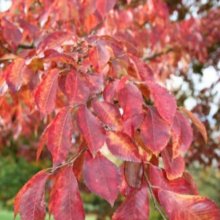 Picture of Ulmus Frontier (5315)