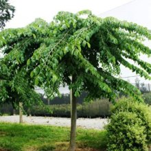 Picture of Ulmus Horizontalis H/W 2m (5320)
