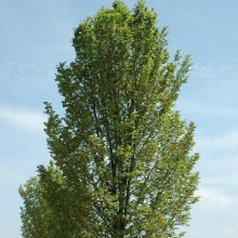 Picture of Ulmus Lobel (11030)