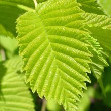 Picture of Ulmus Louis van Houtte (5321)