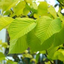 Picture of Ulmus Lutescens H/W 1.5m (8722)