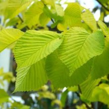 Picture of Ulmus Lutescens (5322)