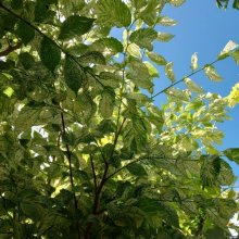Picture of Ulmus Carpinifolia Variegata H/W 1.5m (5325)