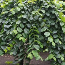 Picture of Ulmus Glabra Pendula H/W 2m (5319)