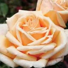 Valencia-Rose Picture of Valencia-Rose (29414)