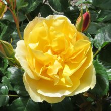 Valerie Webster Std 80cm-Rose Picture of Valerie Webster Std 80cm-Rose (29932)