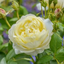 Vanessa Bell Std 80 cm-Rose Picture of Vanessa Bell Std 80 cm-Rose (30914)
