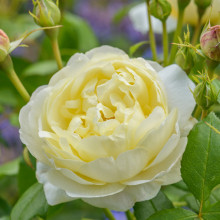 Vanessa Bell-Rose Picture of Vanessa Bell-Rose (30872)