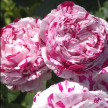 Picture of Variegata di Bologna-Rose (30924)