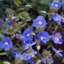 Veronica Oxford Blue Picture of Veronica Oxford Blue (5356)