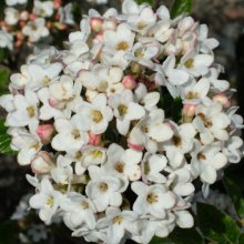 Picture of Viburnum Anne Russell (5361)