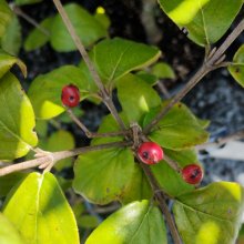 Picture of Viburnum Burkwoodii (5362)