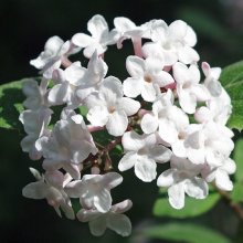 Picture of Viburnum Carlesii (5363)