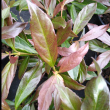 Viburnum Copper Tops Picture of Viburnum Copper Tops (30514)