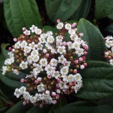 Viburnum Davidii Male Picture of Viburnum Davidii Male (6608)