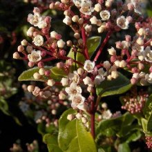 Viburnum Eve Price Picture of Viburnum Eve Price (5368)