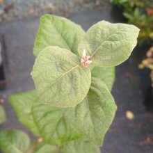 Picture of Viburnum Fulbrook (30019)