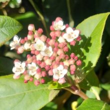 Viburnum Gwenllian Picture of Viburnum Gwenllian (7235)