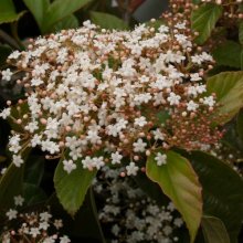 Viburnum Japonicum Picture of Viburnum Japonicum (5370)