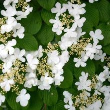 Picture of Viburnum Lanarth (5371)
