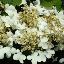 Picture of Viburnum Mariesii (5375)