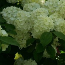 Picture of Viburnum Newport (7597)