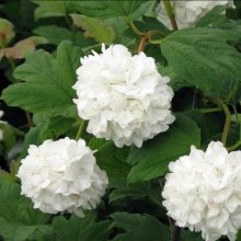 Picture of Viburnum Opulus Sterile (5373)