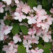 Picture of Viburnum Pink Beauty (5374)