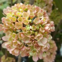 Picture of Viburnum Roseace (8402)