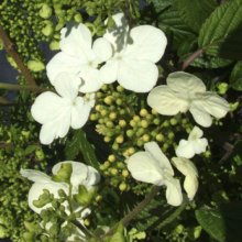 Viburnum Summer Snowflake Picture of Viburnum Summer Snowflake (5380)