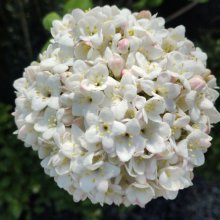Viburnum x Carlcephalum Picture of Viburnum x Carlcephalum (8862)