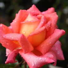 Victor Borge-Rose Picture of Victor Borge-Rose (5382)