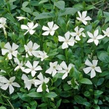 Vinca Gertrude Jeckyll Picture of Vinca Gertrude Jeckyll (5385)