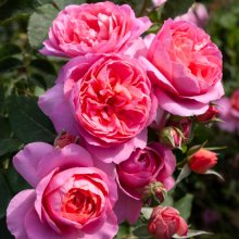 Vintage Miss Std 80cm-Rose Picture of Vintage Miss Std 80cm-Rose (29933)
