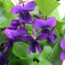 Viola Odorata Purple Picture of Viola Odorata Purple (8172)