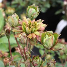Picture of Viridiflora-Rose (5402)