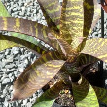 Vriesea Maloy Hybrids Picture of Vriesea Maloy Hybrids (31007)