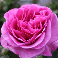 Waimarie Std 80cm-Rose Picture of Waimarie Std 80cm-Rose (5415)
