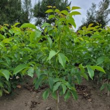 Walnut Meyric From Seed Picture of Walnut Meyric From Seed (30114)