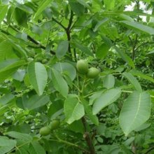 Walnut Meyric Picture of Walnut Meyric (5416)