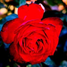 Wanaka-Rose Picture of Wanaka-Rose (5419)