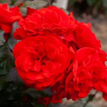 Warrior-Rose Picture of Warrior-Rose (5424)