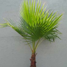 Washingtonia Robusta Picture of Washingtonia Robusta (5426)